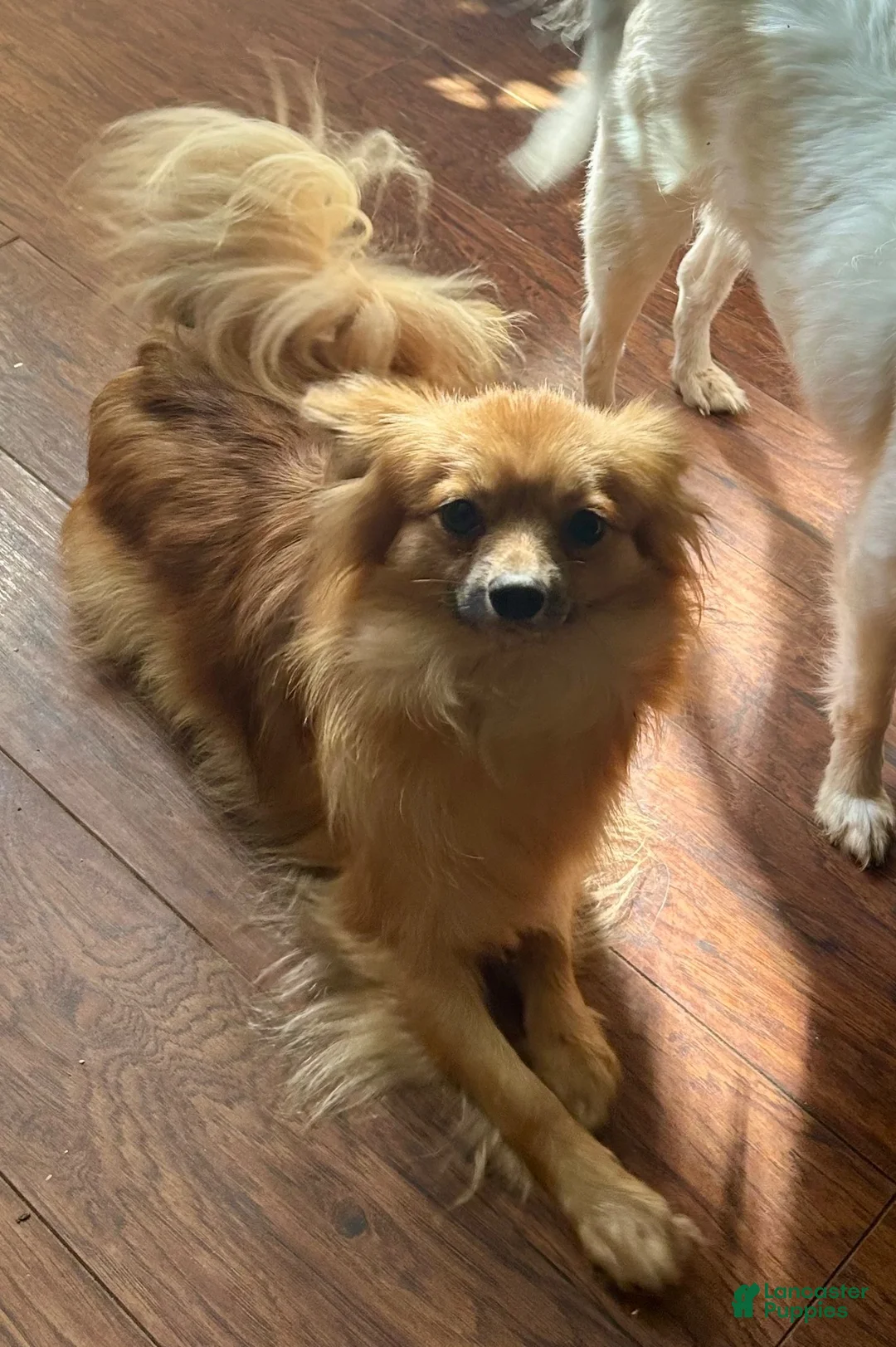Mixed Breed dogs for sale: Beauregard (“Brownie”) - Ad 7