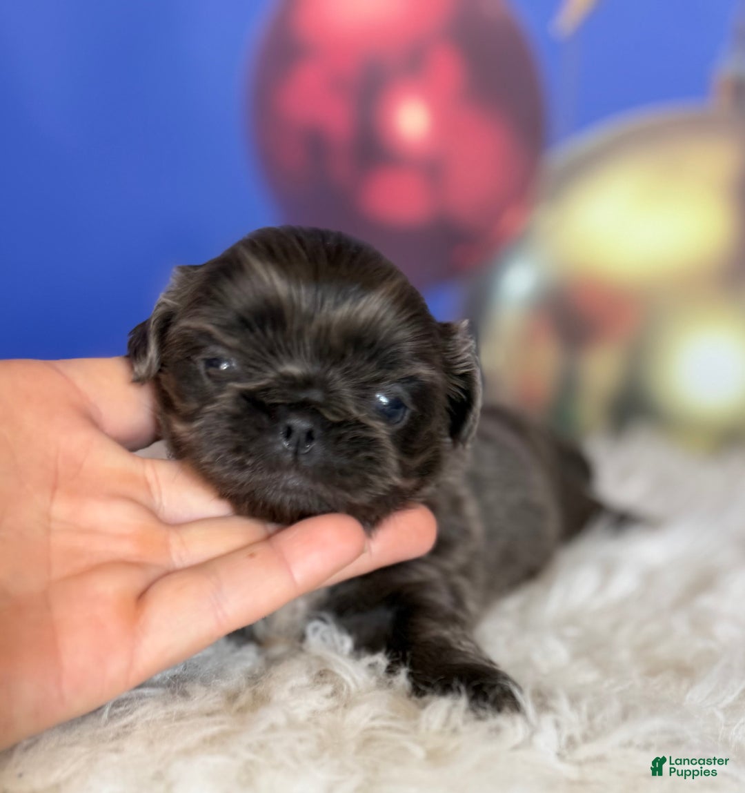 Pekingese dogs for sale: Akc DNA OFA Blue boots  - Ad 2
