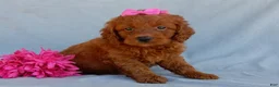 Mini Goldendoodle dogs for sale: Lucy - Ad 3