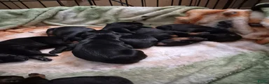 Doberman Pinscher 5 melanistic black boy