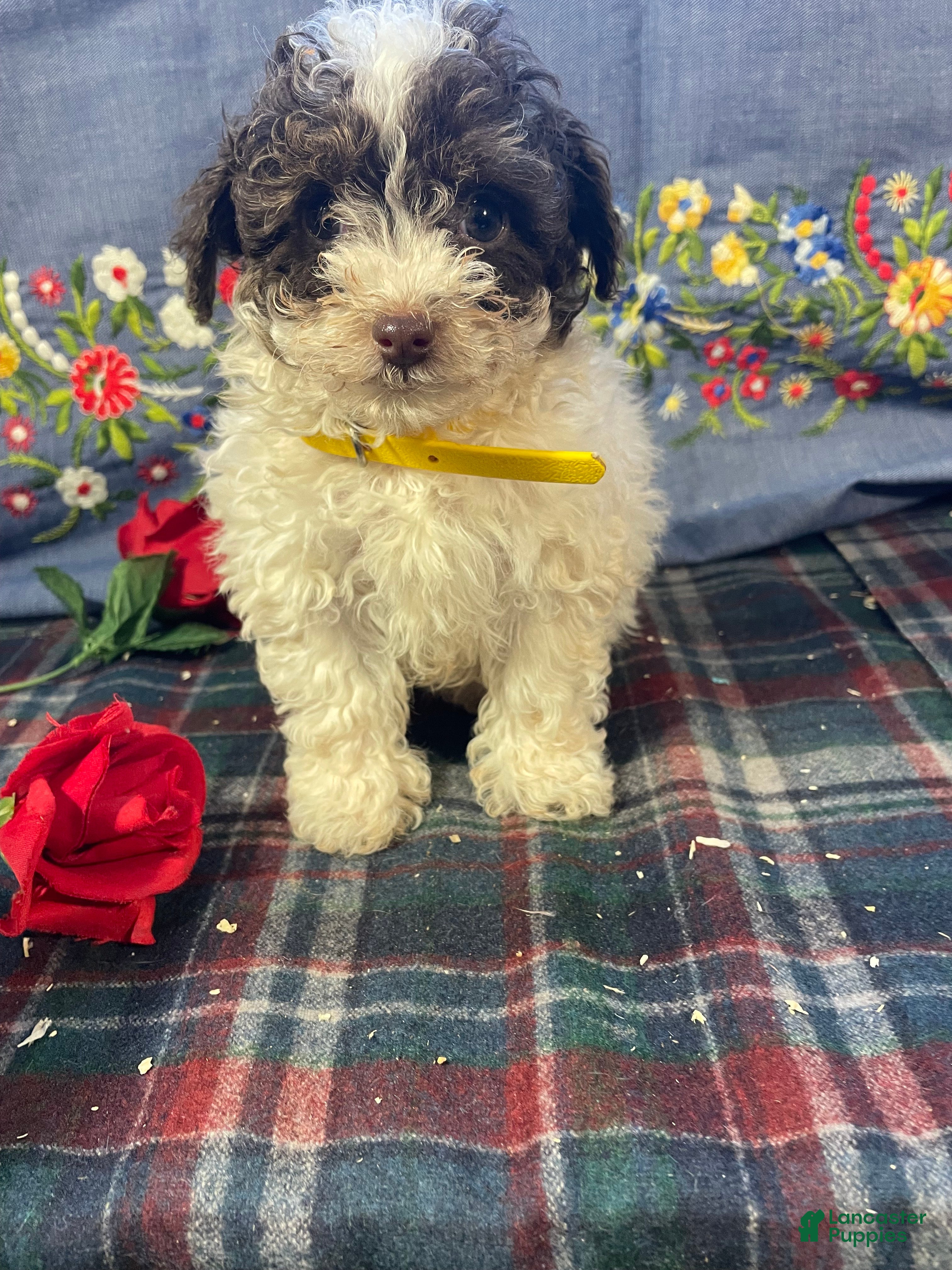 Yorkiepoo dogs Piper - Ad 40