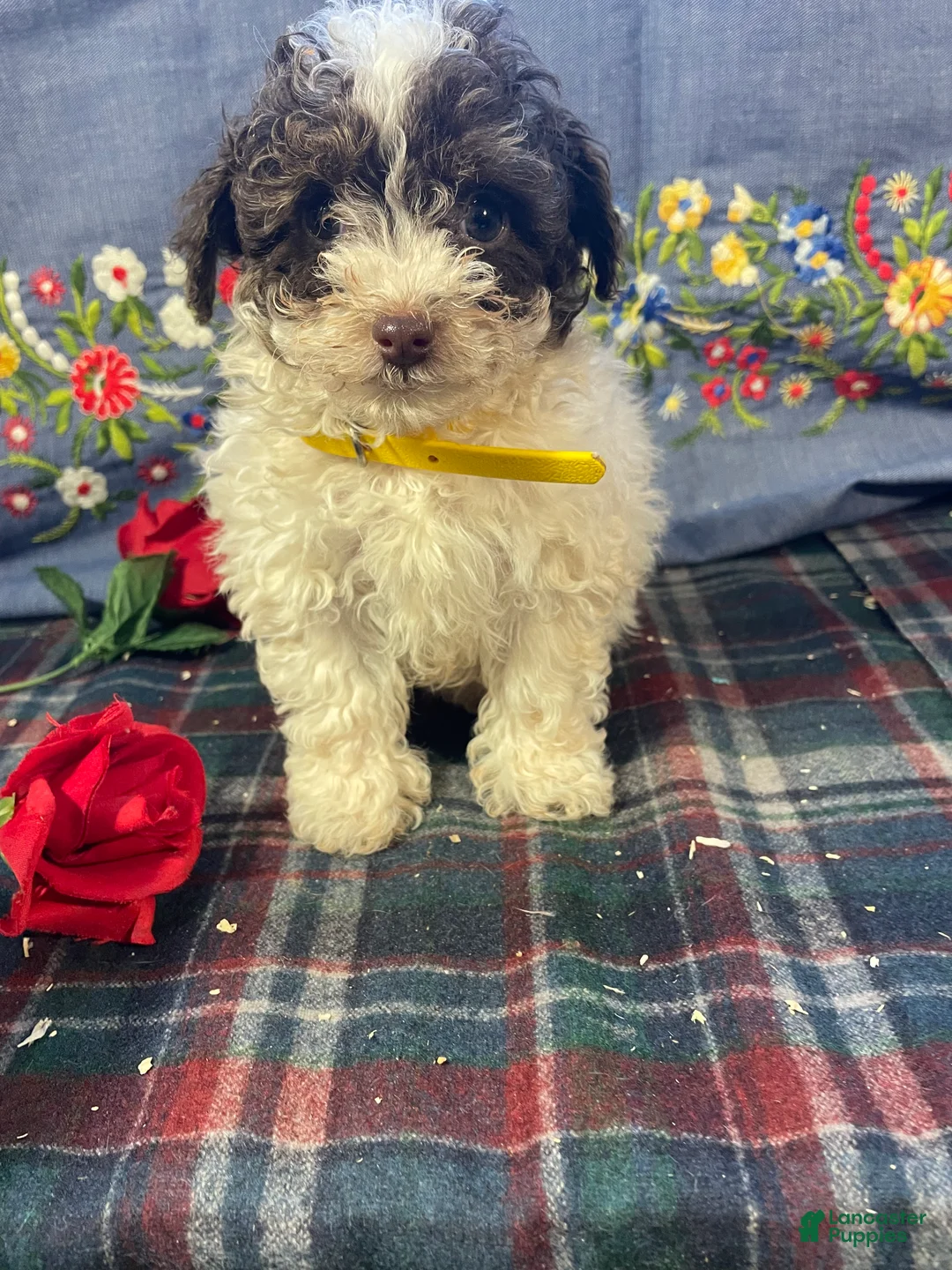 Yorkiepoo dogs for sale: Piper - Ad 1