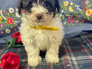 Yorkiepoo dogs Piper - Ad 40