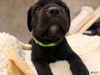 Cane Corso dogs Cane Corso Puppy 5 - Ad 17