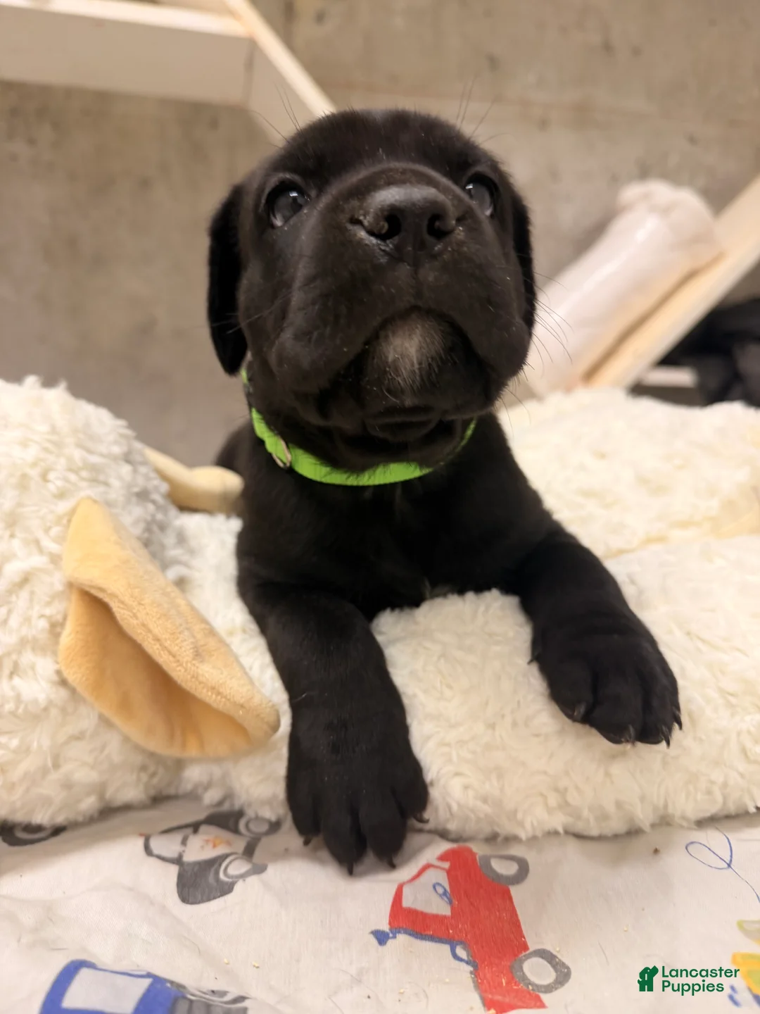 Cane Corso dogs for sale: Cane Corso Puppy 5 - Ad 1