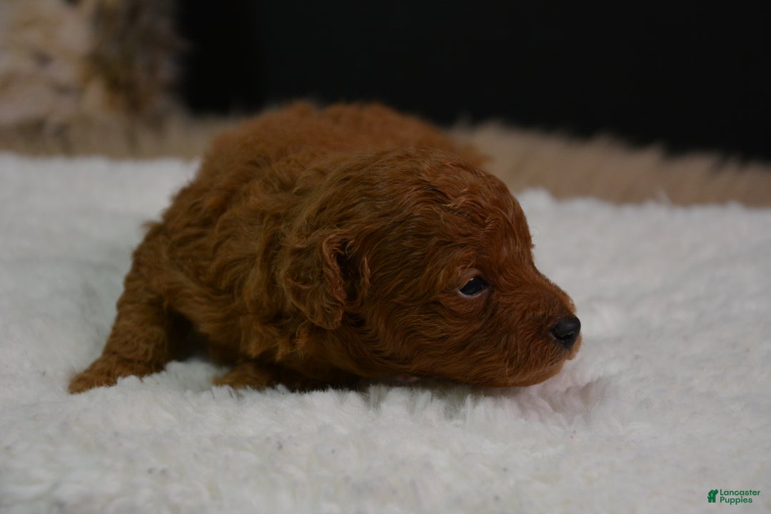 Toy Poodle dogs for sale: Toy Poodle Puppy 1 - Ad 12