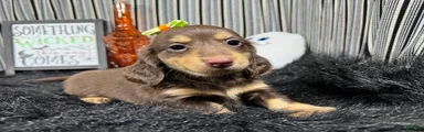 Miniature Dachshund 2