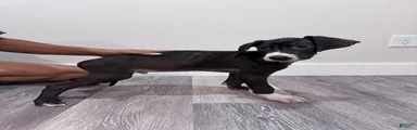 Great Dane 3 (Tater) 