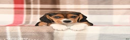 Beagle dogs for sale: Judy - Ad 2