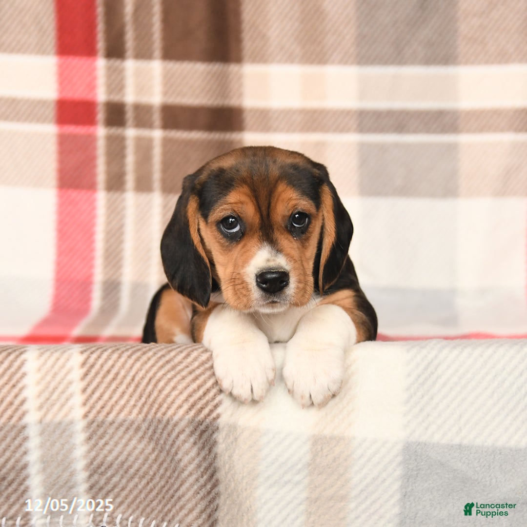 Beagle dogs for sale: Judy - Ad 2