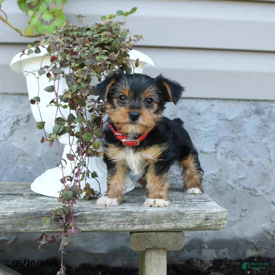 Yorkshire Terrier dogs for sale: Rosie - Ad 2
