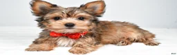 Yorkshire Terrier dogs for sale: Noah - Ad 1