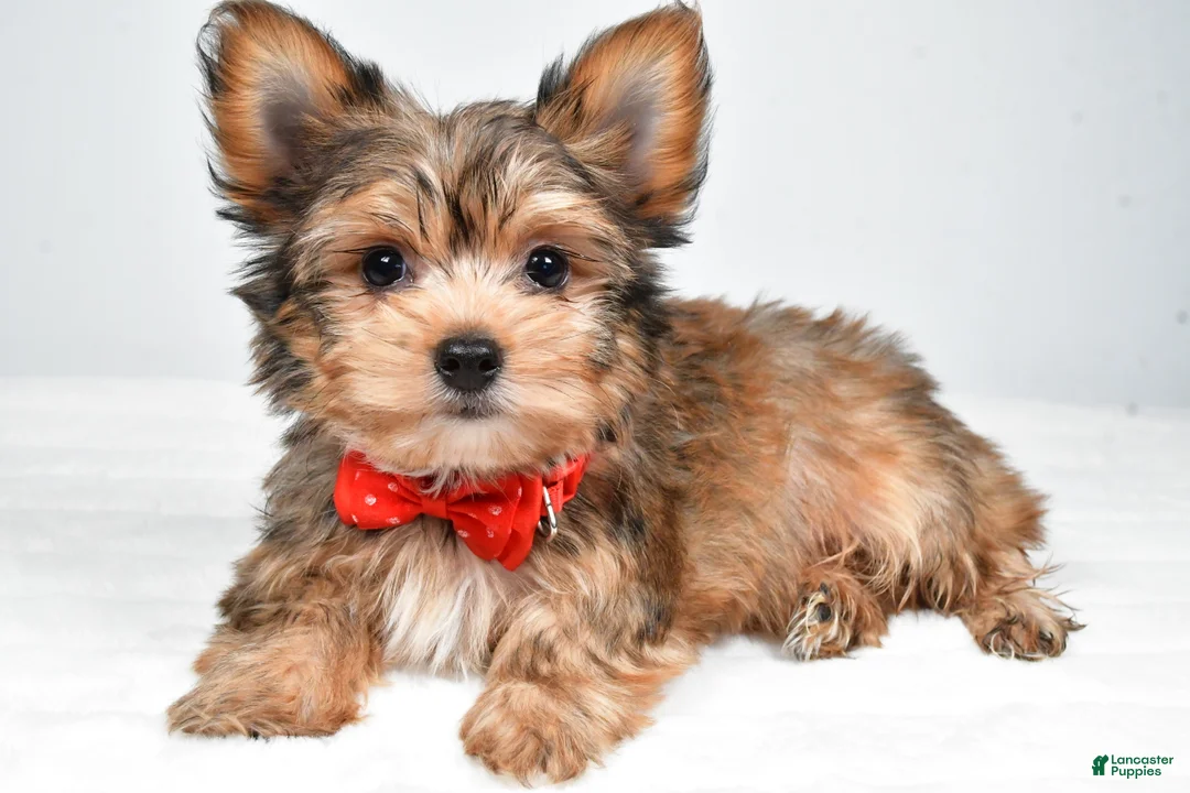 Yorkshire Terrier dogs for sale: Noah - Ad 1