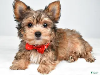 Yorkshire Terrier dogs Noah - Ad 9