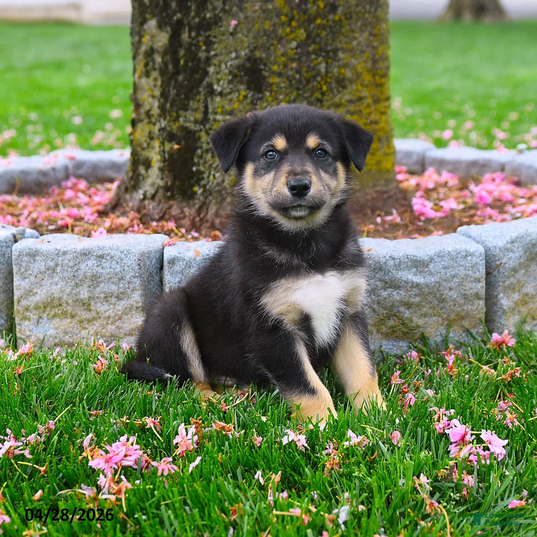 Australian Shepherd dogs for sale: Frankie - Ad 1