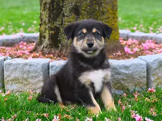 Australian Shepherd dogs for sale: Frankie - Ad 3