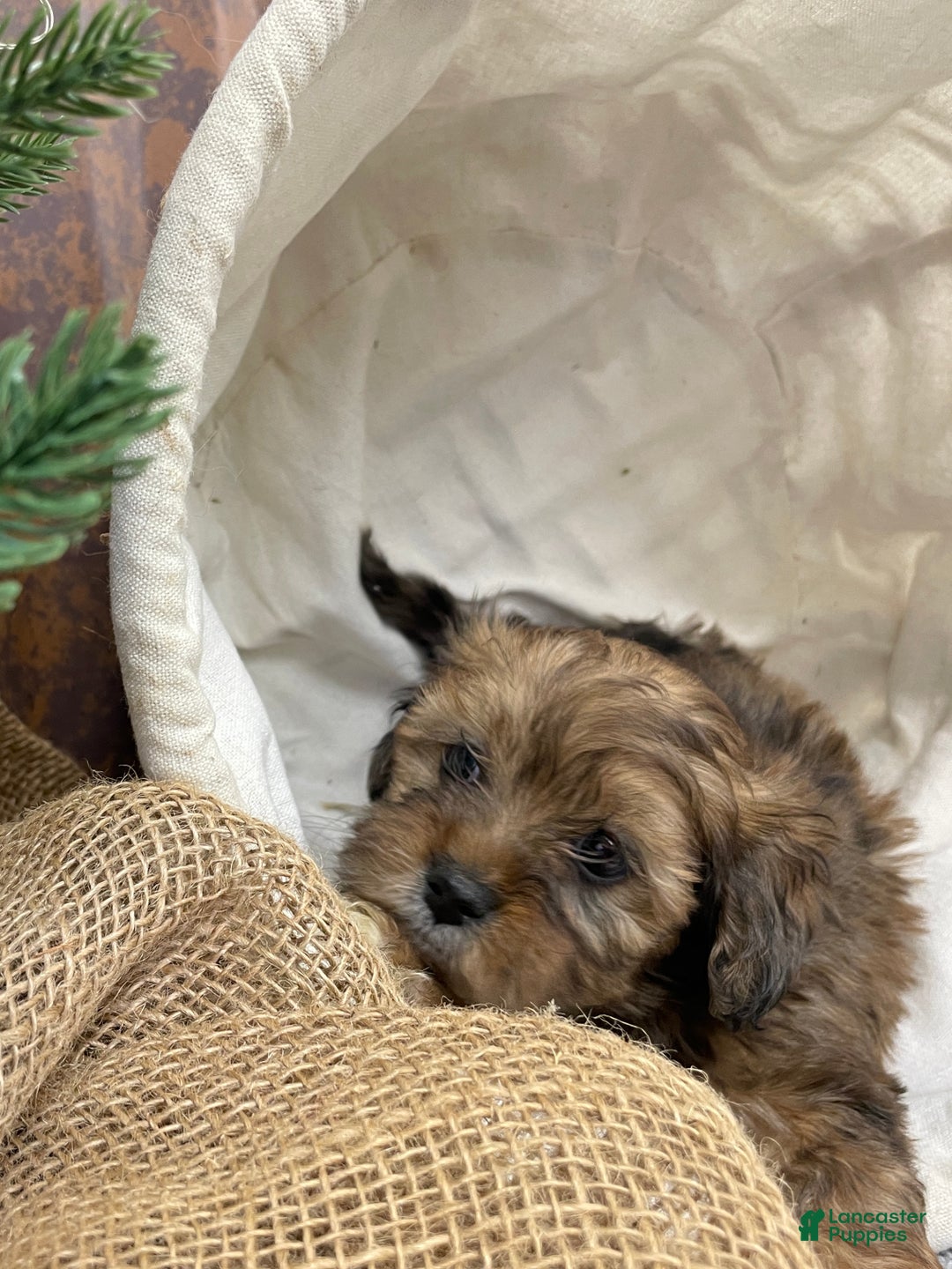 Shihpoo dogs for sale: Chloe - Ad 11