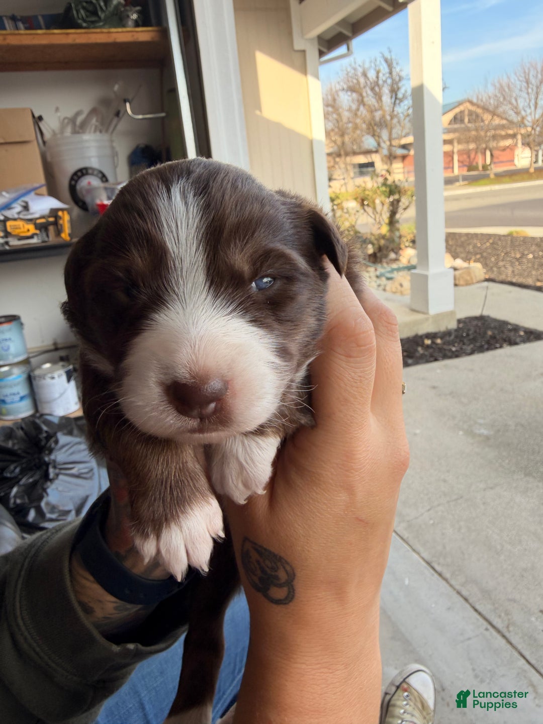 Australian Shepherd dogs for sale: Australian Shepherd Puppy - Kimi  - Ad 2