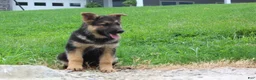 German Shepherd dogs for sale: Eve - Ad 2