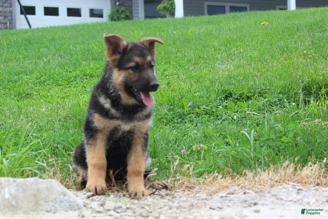 German Shepherd dogs for sale: Eve - Ad 2