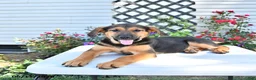 Golden Shepherd dogs for sale: Ruby - Ad 1