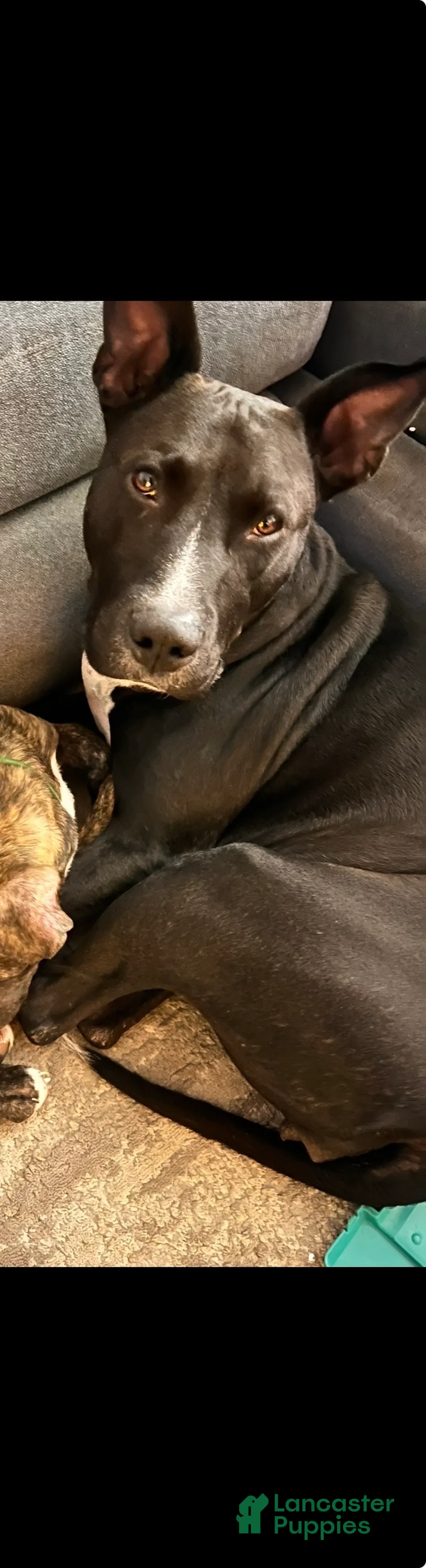 Staffordshire Bull Terrier dogs for sale: Staffordshire Bull Terrier Puppy 2 - Ad 2