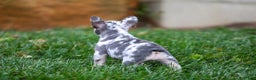 French Bulldog dogs for sale: Fifi - Ad 6