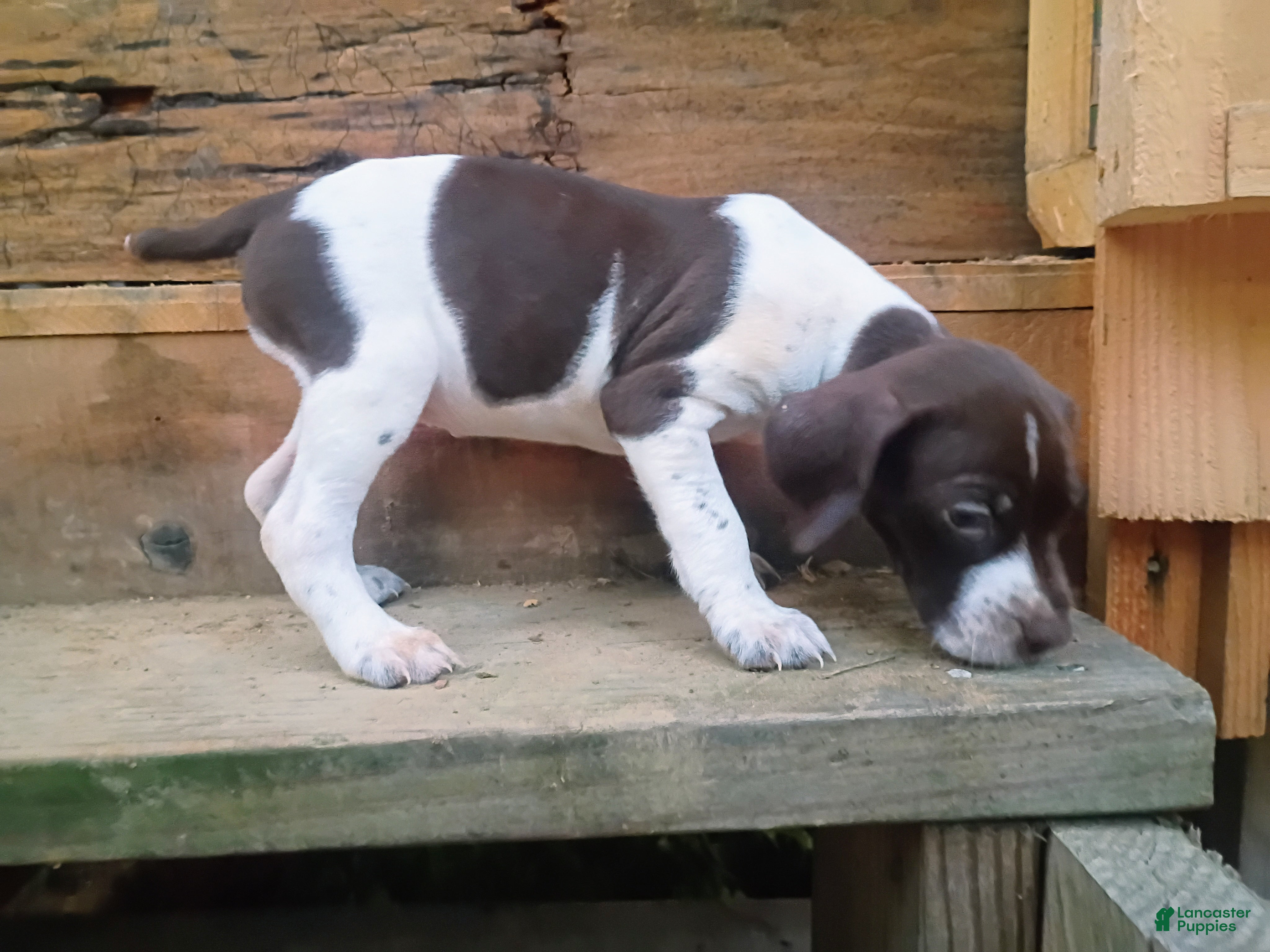 German Shorthaired Pointer dogs German Shorthaired Pointer 7 - Ad 42