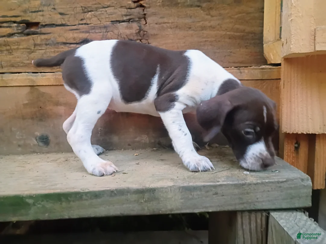 German Shorthaired Pointer dogs for sale: German Shorthaired Pointer 7 - Ad 1