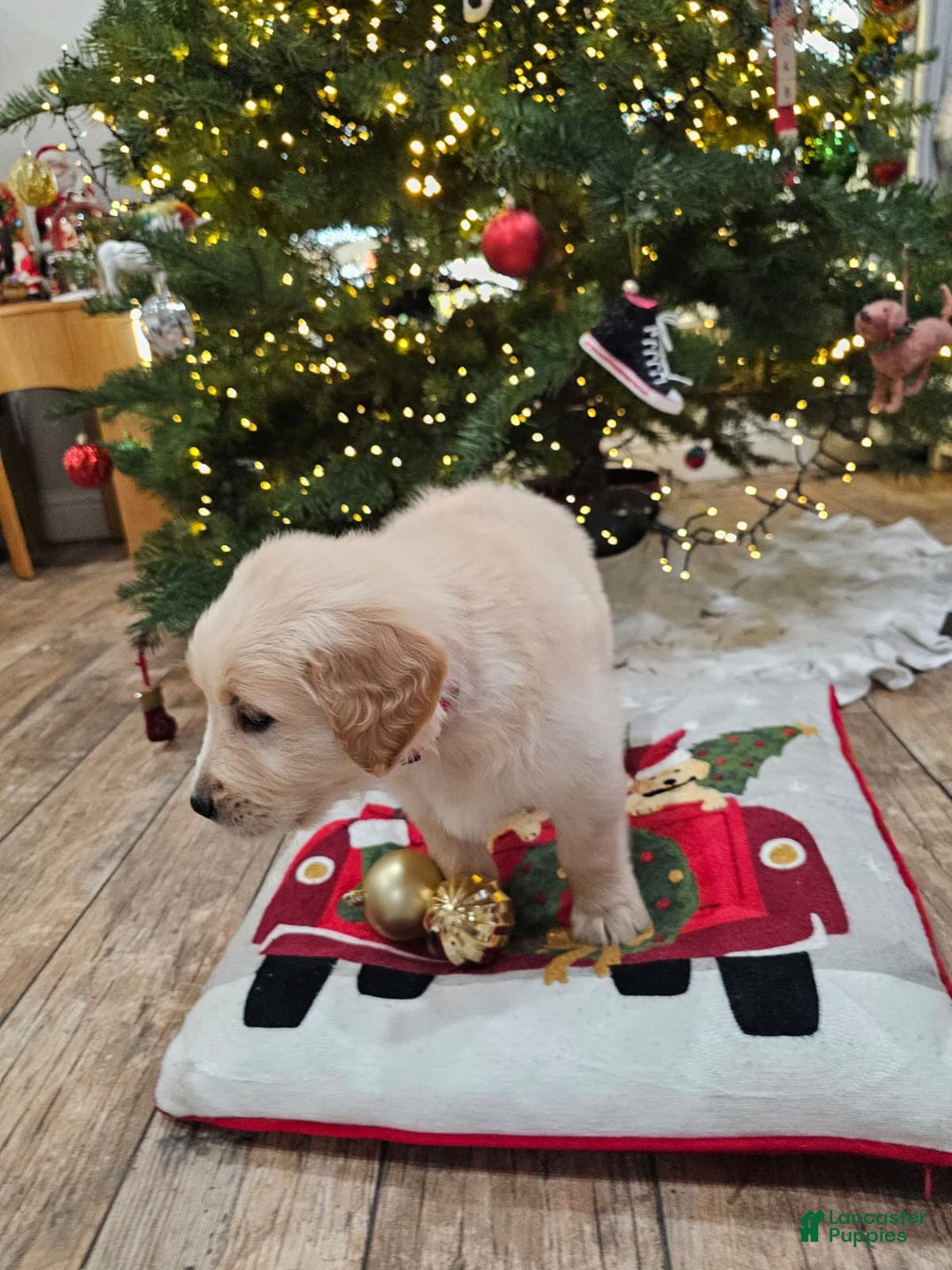 Golden Retriever dogs for sale: Golden Retriever Puppy 5 - Ad 2