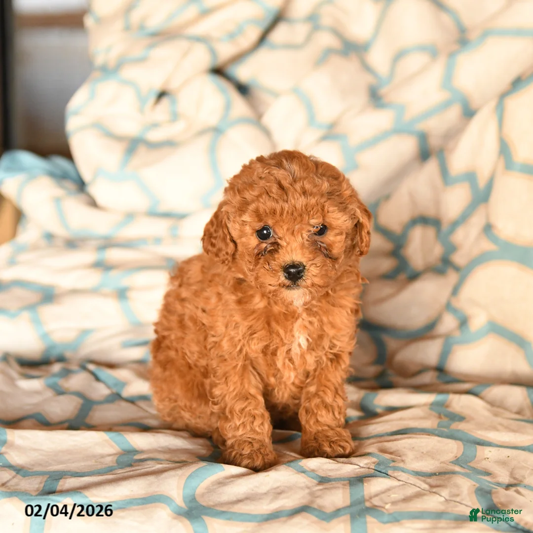 Cockapoo dogs for sale: Moxie - Ad 2