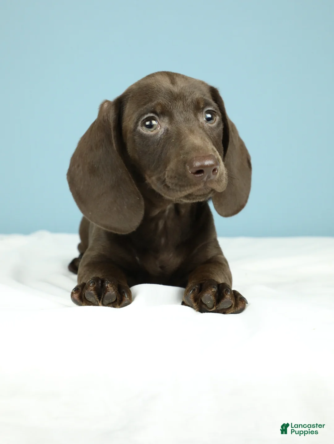 Miniature Dachshund dogs for sale: London - Ad 7