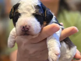 Mini Bernedoodle dogs for sale: Maximus - Ad 2