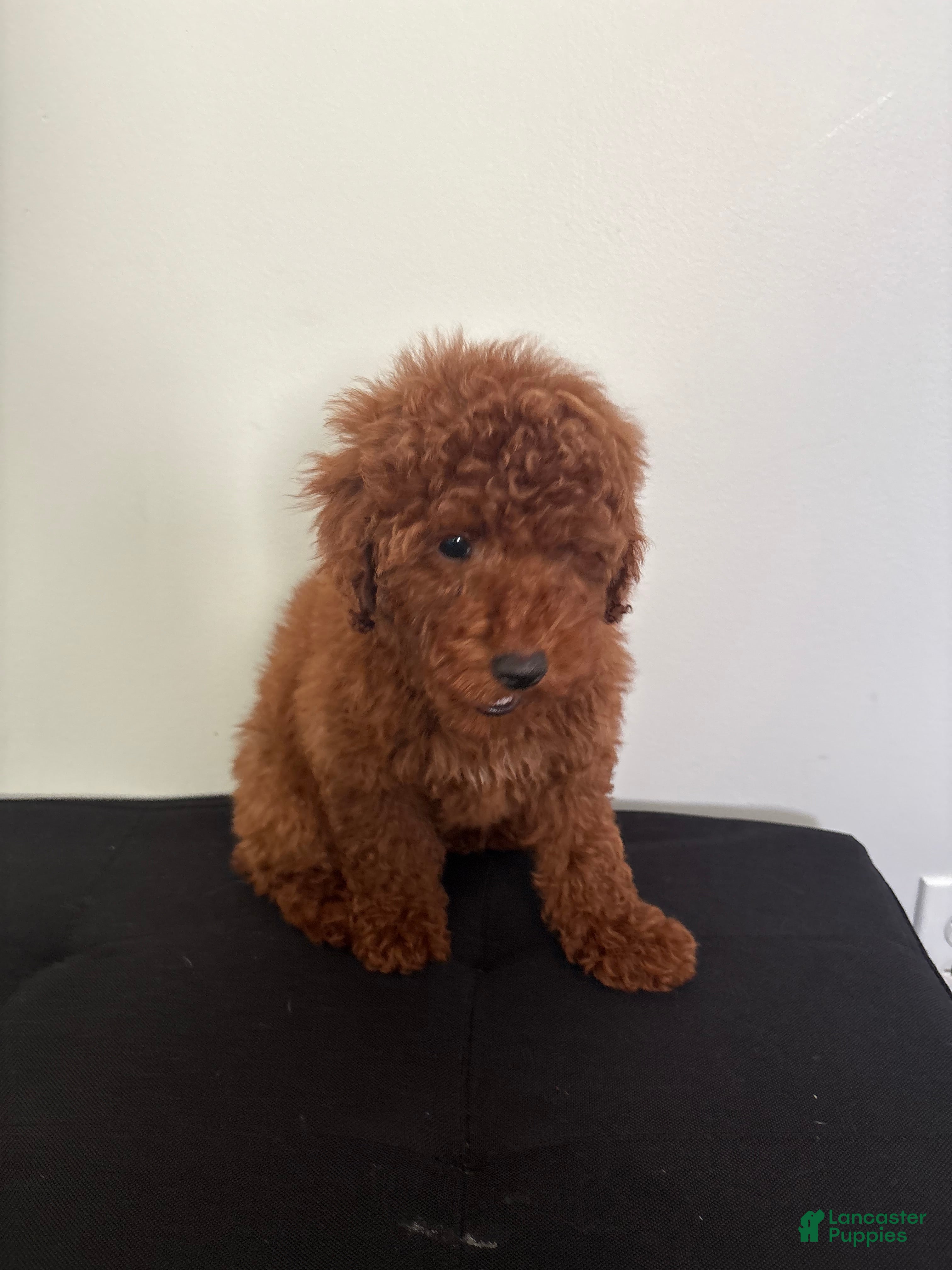 Miniature Poodle dogs Herbie  - Ad 18