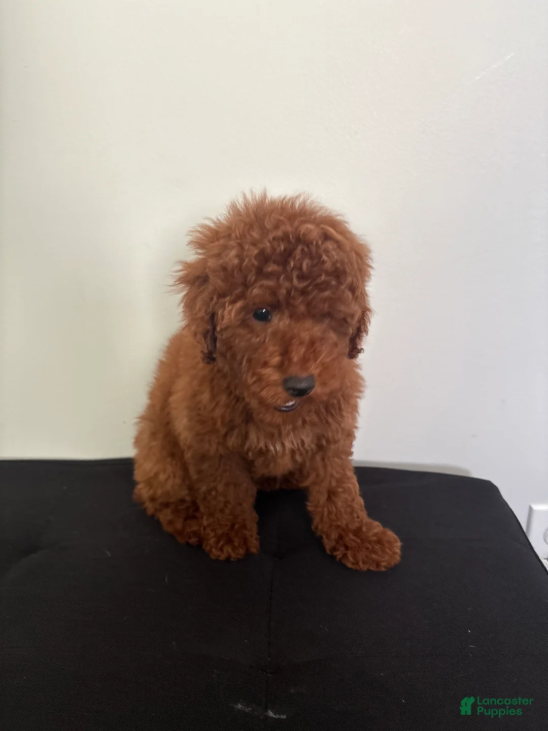 Miniature Poodle dogs for sale: Herbie  - Ad 1