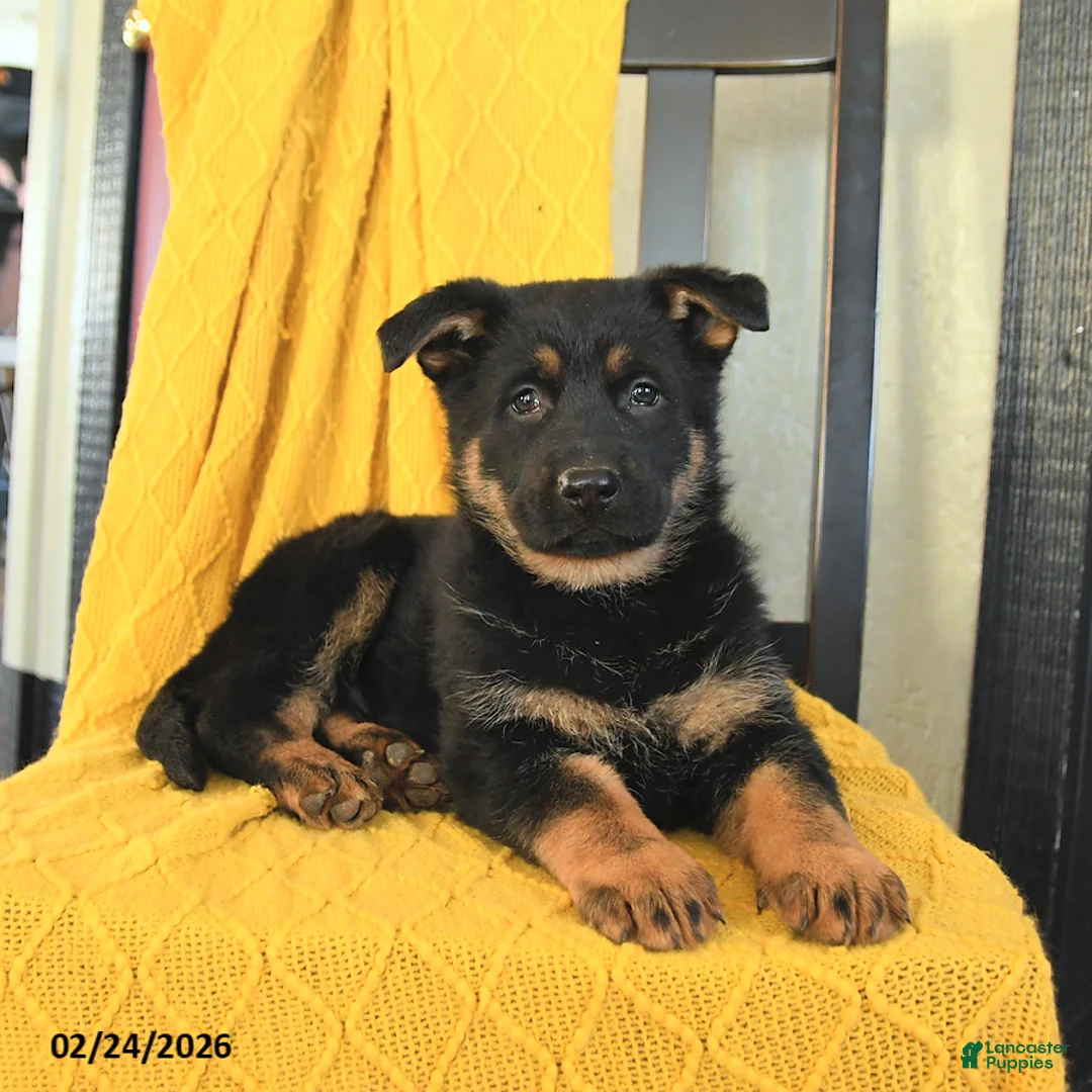 German Shepherd dogs for sale: Georgia - Ad 3