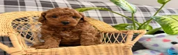 Toy Poodle dogs for sale: Princess - Ad 5