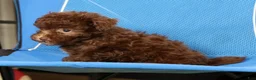 Havapoo dogs for sale: Dixie - Ad 4