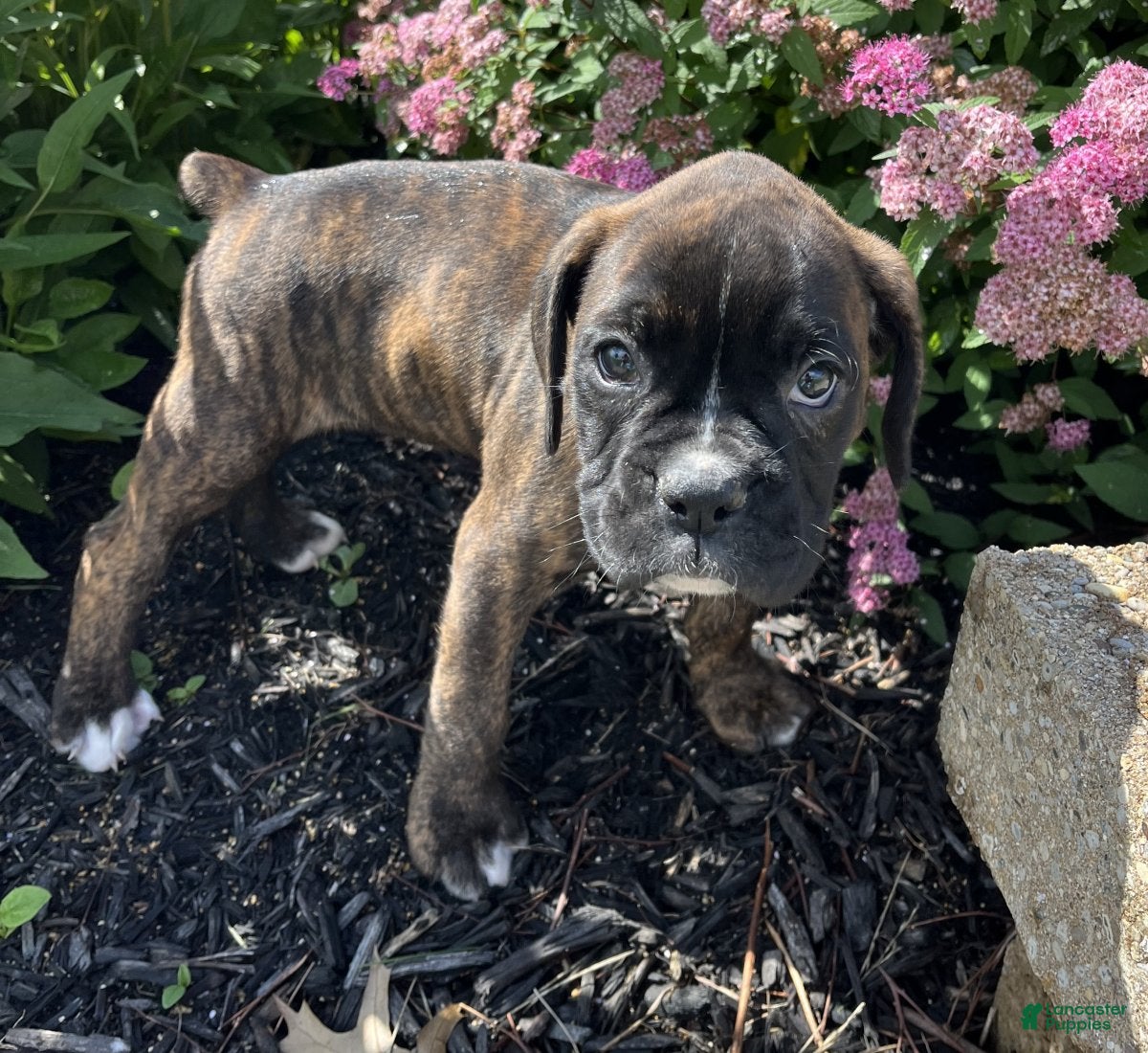 Boxer dogs Roxie - Ad 2