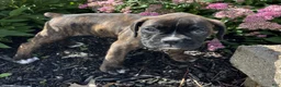 Boxer dogs for sale: Roxie - Ad 2