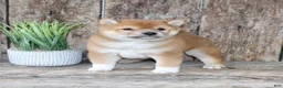 Shiba Inu dogs for sale: Zeus - Ad 3