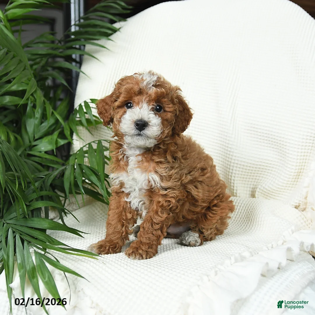 Toy Poodle dogs for sale: Tigger - Ad 2