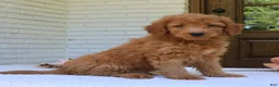 Mini Goldendoodle dogs for sale: Toby  - Ad 2
