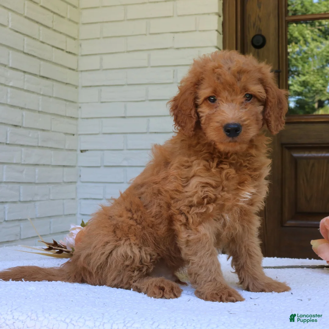 Mini Goldendoodle dogs for sale: Toby  - Ad 2