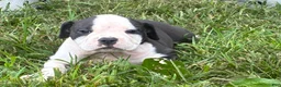 Olde English Bulldogge dogs for sale: Olde English Bulldogge 1 - Ad 5