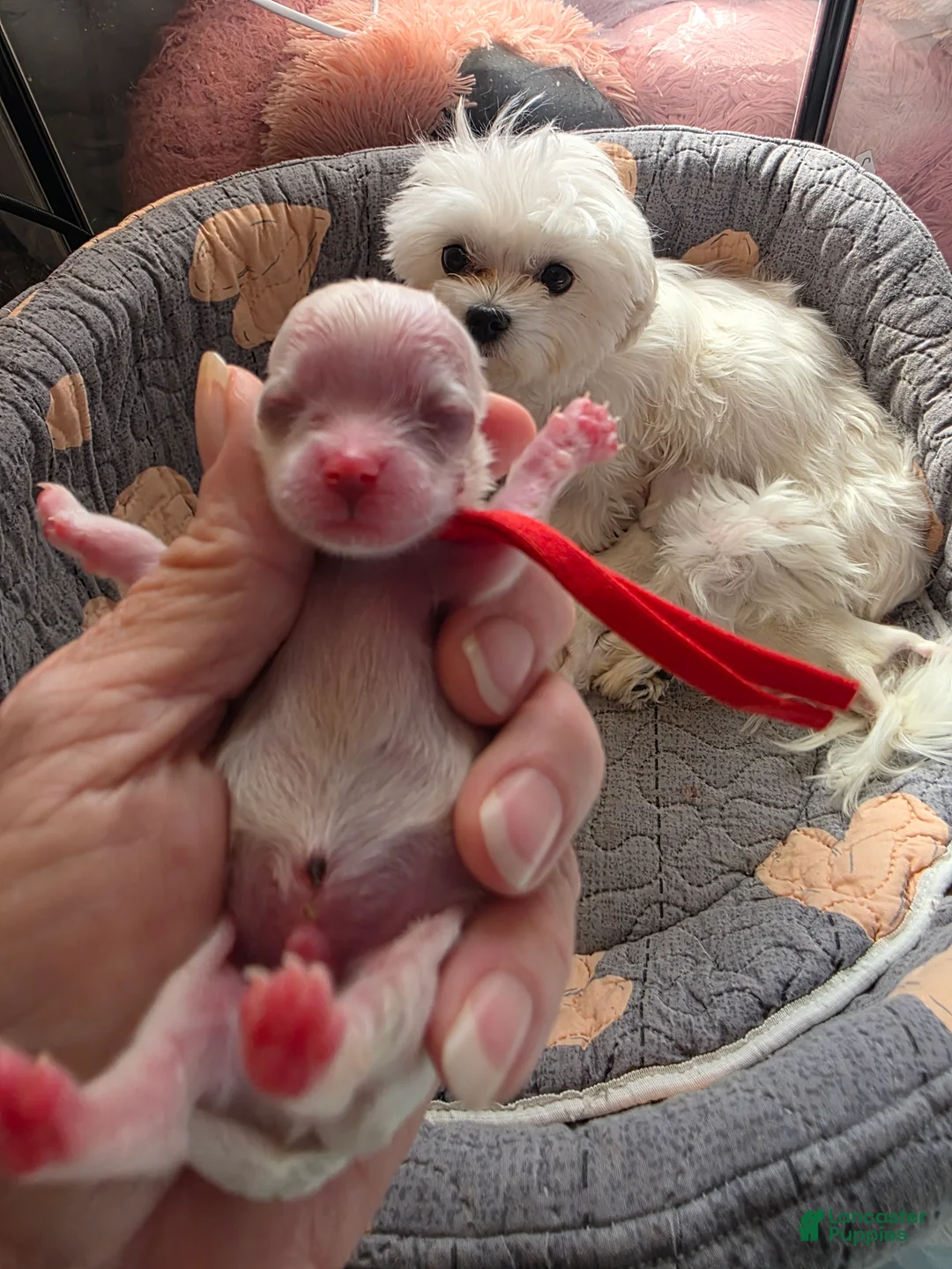 Maltese dogs for sale: Snoopy - Ad 1