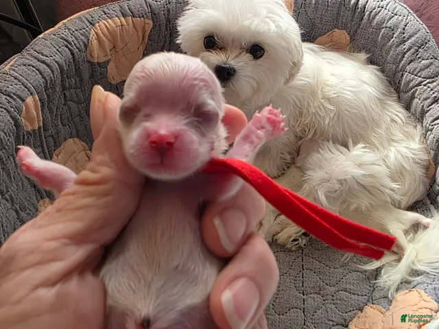 Maltese dogs for sale: Snoopy - Ad 1