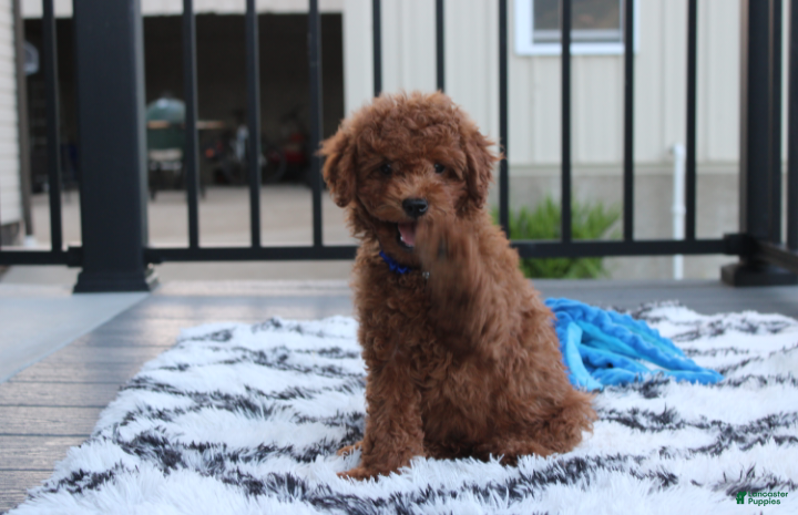 Miniature Poodle dogs Simba  - Ad 2