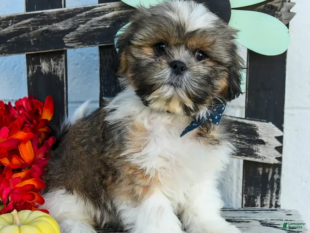 Shih Tzu dogs for sale: Mason - Ad 1