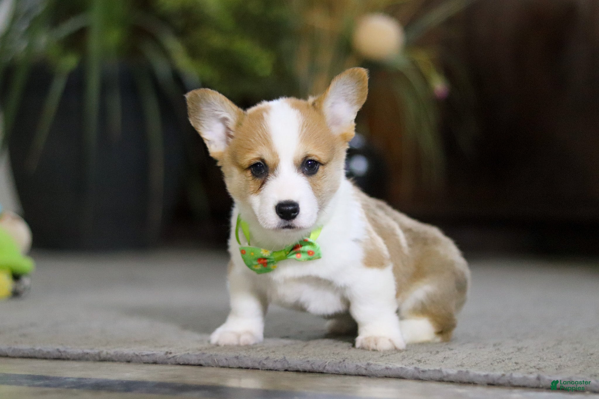 Welsh Corgi Pembroke dogs Freddy - Ad 2